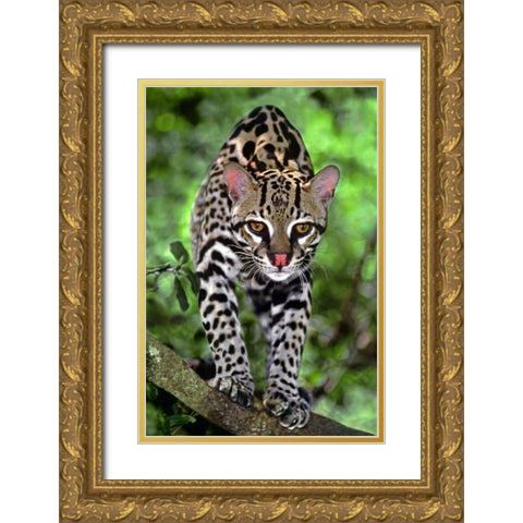 Florida Ocelot cub on log at Big Cat Rescue Gold Ornate Wood Framed Art Print with Double Matting by Welling, Dave