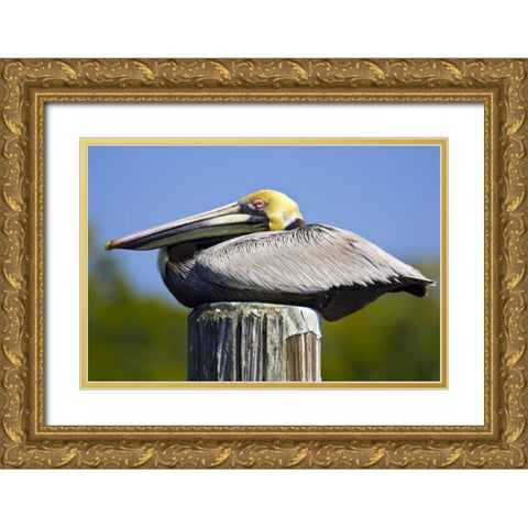 FL, Everglades City, Roosting brown pelican Gold Ornate Wood Framed Art Print with Double Matting by Lord, Fred