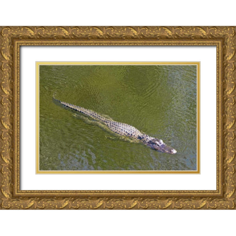 FL, Everglades NP American alligator swimming Gold Ornate Wood Framed Art Print with Double Matting by Lord, Fred
