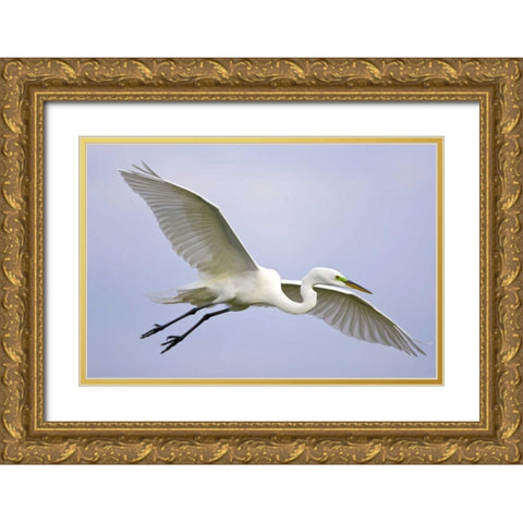 FL, Venice Great egret flying at Venice Rookery Gold Ornate Wood Framed Art Print with Double Matting by Lord, Fred