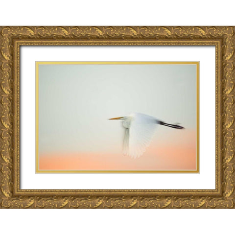 FL, South Venice, Great egret flying at sunrise Gold Ornate Wood Framed Art Print with Double Matting by Morris, Arthur