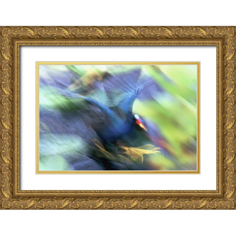 FL, Everglades NP Abstract of purple gallinule Gold Ornate Wood Framed Art Print with Double Matting by Morris, Arthur