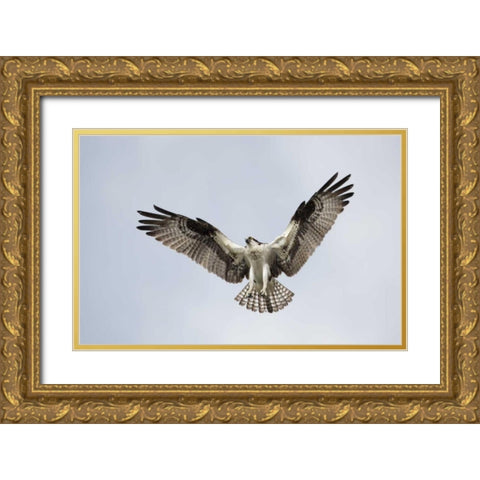FL, Blue Cypress Lake Osprey hovering in sky Gold Ornate Wood Framed Art Print with Double Matting by Morris, Arthur