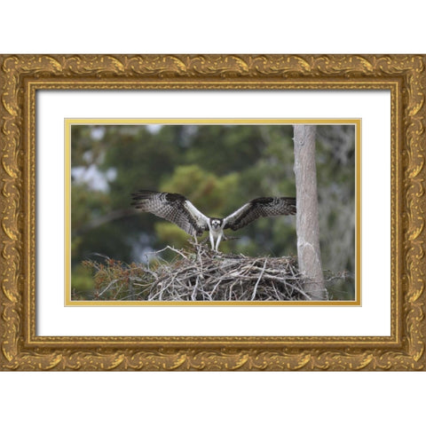 Florida, Blue Cypress Lake Osprey on its nest Gold Ornate Wood Framed Art Print with Double Matting by Morris, Arthur