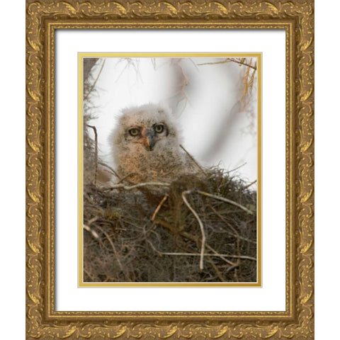 FL, Boynton Beach Nesting great horned owl chick Gold Ornate Wood Framed Art Print with Double Matting by Williams, Joanne