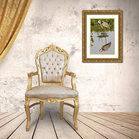 FL, Delray Beach Great blue heron reflection Gold Ornate Wood Framed Art Print with Double Matting by Williams, Joanne