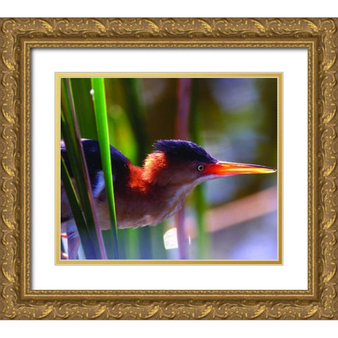 FL, Least bittern male in Wakodahatchee Wetlands Gold Ornate Wood Framed Art Print with Double Matting by Williams, Joanne