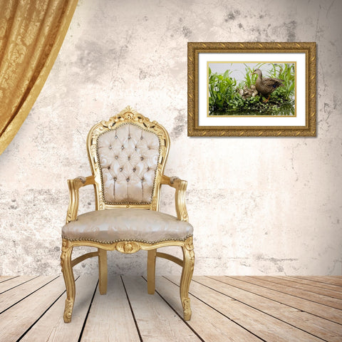 FL, Delray Beach Mottled duck parent and chicks Gold Ornate Wood Framed Art Print with Double Matting by Williams, Joanne