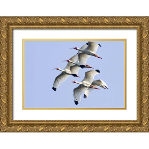 USA, Florida, Everglades NP Flying ibises Gold Ornate Wood Framed Art Print with Double Matting by Williams, Joanne