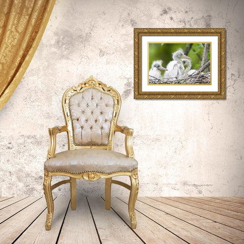 FL, Everglades NP Little blue heron chicks Gold Ornate Wood Framed Art Print with Double Matting by Williams, Joanne