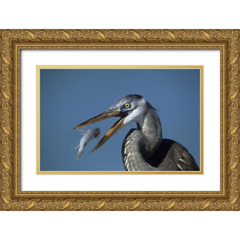 FL, Ft DeSoto Beach Great blue heron with fish Gold Ornate Wood Framed Art Print with Double Matting by Williams, Joanne