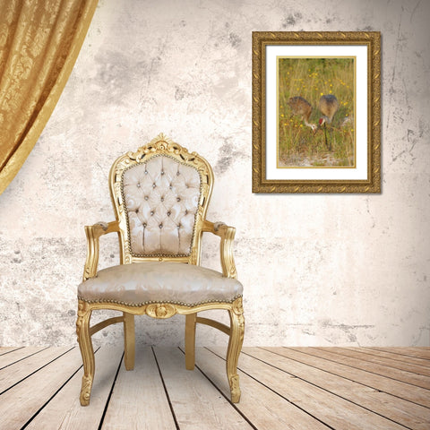 FL, Parent feeds sandhill crane chick a mayfly Gold Ornate Wood Framed Art Print with Double Matting by Morris, Arthur