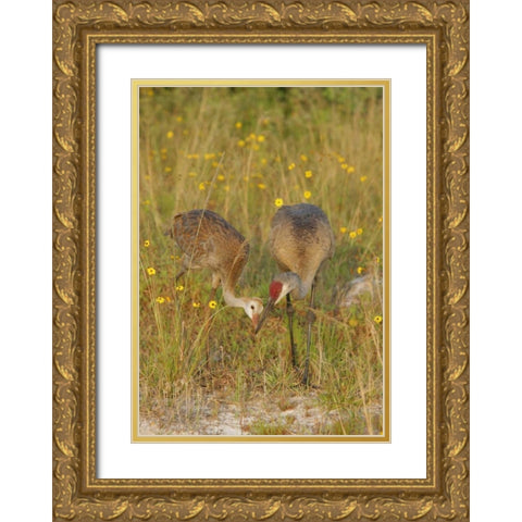 FL, Parent feeds sandhill crane chick a mayfly Gold Ornate Wood Framed Art Print with Double Matting by Morris, Arthur