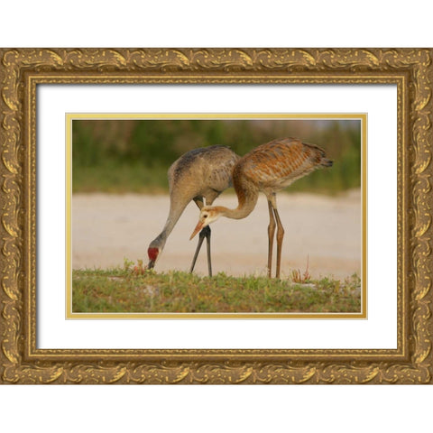 FL, Sandhill crane waits for food from parent Gold Ornate Wood Framed Art Print with Double Matting by Morris, Arthur