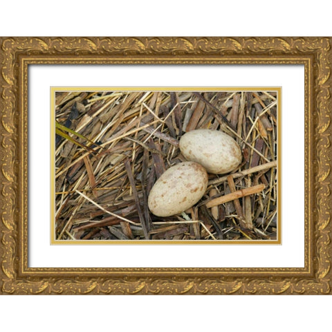 FL, Indian Lake Estates Sandhill crane eggs Gold Ornate Wood Framed Art Print with Double Matting by Morris, Arthur