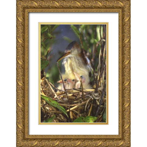 FL, Keenansville Least bittern and chicks Gold Ornate Wood Framed Art Print with Double Matting by Williams, Joanne