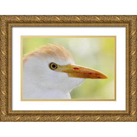 FL, Lake Kissimmee Portrait of cattle egret head Gold Ornate Wood Framed Art Print with Double Matting by Morris, Arthur