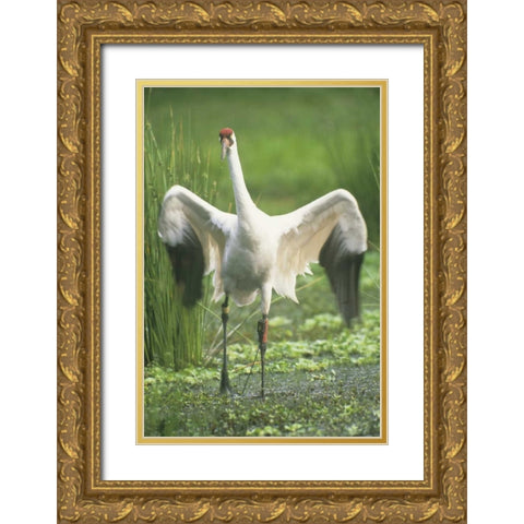FL Whooping crane with tracking device on leg Gold Ornate Wood Framed Art Print with Double Matting by Williams, Joanne