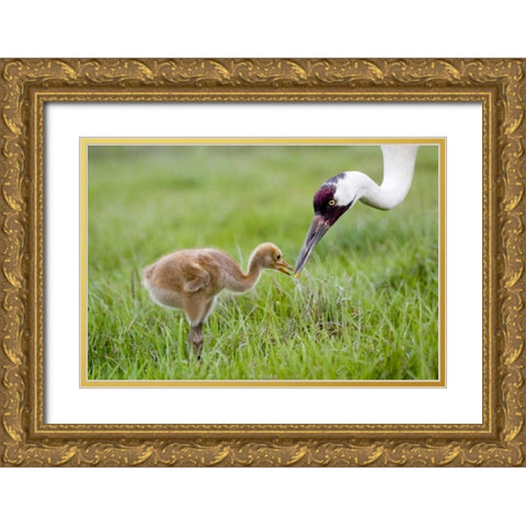 FL, Lake Kissimmee Whooping crane feeds chick Gold Ornate Wood Framed Art Print with Double Matting by Williams, Joanne
