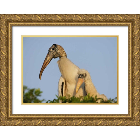 Florida, Lakeland Wood stork chick with parent Gold Ornate Wood Framed Art Print with Double Matting by Morris, Arthur