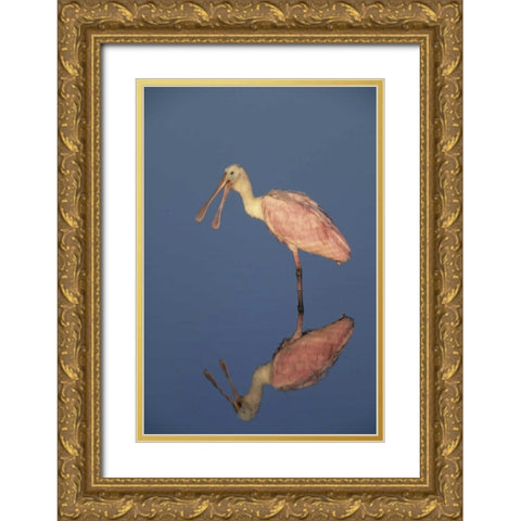 FL Roseate spoonbill reflects in still water Gold Ornate Wood Framed Art Print with Double Matting by Williams, Joanne