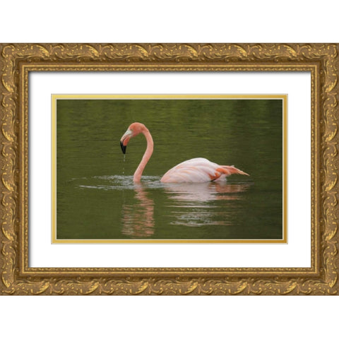 FL, Moreno Point Greater flamingo swimming Gold Ornate Wood Framed Art Print with Double Matting by Morris, Arthur