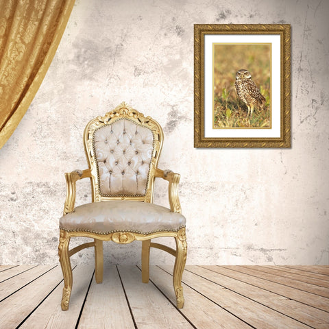 FL, Pompano Beach A burrowing owl Gold Ornate Wood Framed Art Print with Double Matting by Williams, Joanne