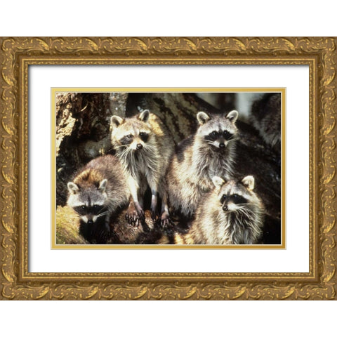 Florida, Silver Springs Raccoon family portrait Gold Ornate Wood Framed Art Print with Double Matting by Williams, Joanne