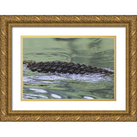 FL American alligator back in water Gold Ornate Wood Framed Art Print with Double Matting by Morris, Arthur