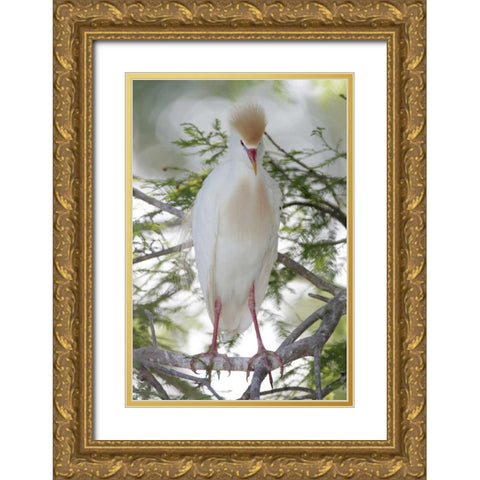 FL Cattle egret in breeding plumage on limb Gold Ornate Wood Framed Art Print with Double Matting by Morris, Arthur