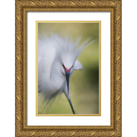 FL Snowy egret with its breeding plumage Gold Ornate Wood Framed Art Print with Double Matting by Morris, Arthur