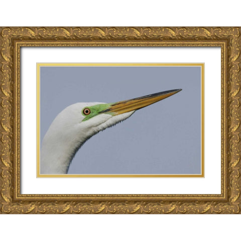 FL Great egret headshot Gold Ornate Wood Framed Art Print with Double Matting by Morris, Arthur