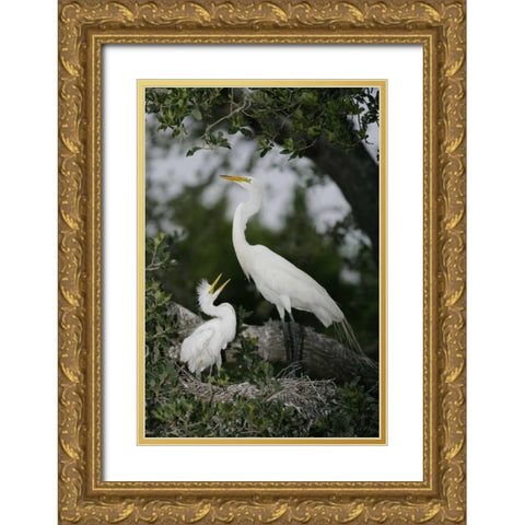 FL Great egret parent in nest with chick Gold Ornate Wood Framed Art Print with Double Matting by Morris, Arthur
