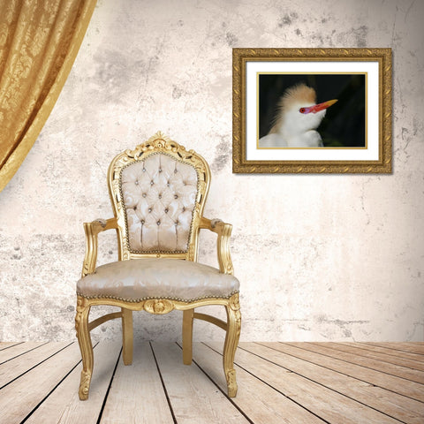 FL Portrait of cattle egret in breeding plumage Gold Ornate Wood Framed Art Print with Double Matting by Morris, Arthur