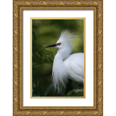 FL Snowy egret in breeding plumage Gold Ornate Wood Framed Art Print with Double Matting by Morris, Arthur