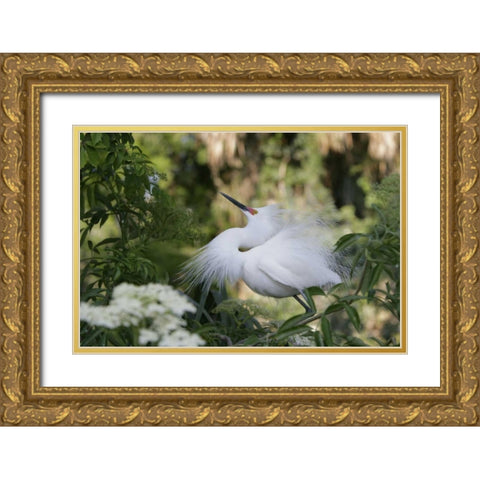 FL Snowy egret displaying surrounded by foliage Gold Ornate Wood Framed Art Print with Double Matting by Morris, Arthur
