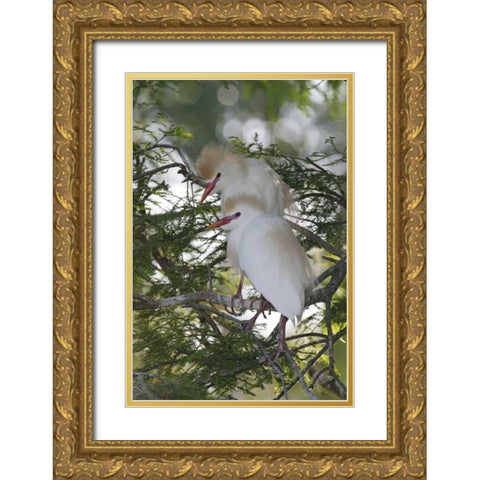 FL Cattle egrets in breeding plumage on branch Gold Ornate Wood Framed Art Print with Double Matting by Morris, Arthur