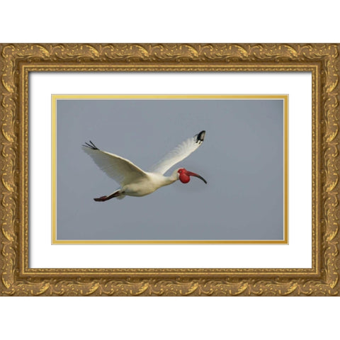 FL, Tampa Bay Flying white ibis Gold Ornate Wood Framed Art Print with Double Matting by Morris, Arthur