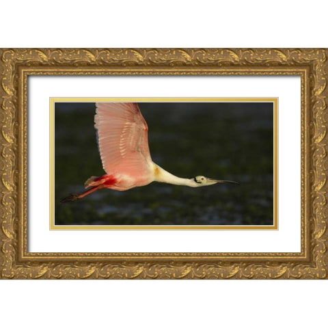 Florida, Tampa Bay Roseate spoonbill in flight Gold Ornate Wood Framed Art Print with Double Matting by Morris, Arthur