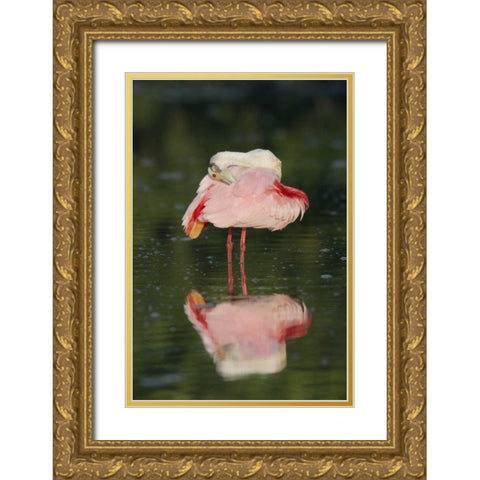 FL, Tampa Bay Roseate spoonbill preening Gold Ornate Wood Framed Art Print with Double Matting by Morris, Arthur