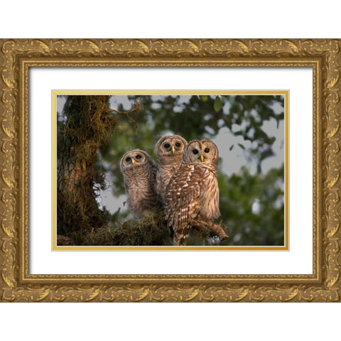 Florida, Viera Wetlands Barred owls in tree Gold Ornate Wood Framed Art Print with Double Matting by Williams, Joanne