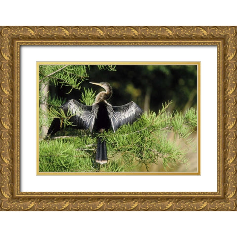 Florida Anhinga in spread-wing posture behavior Gold Ornate Wood Framed Art Print with Double Matting by Williams, Joanne