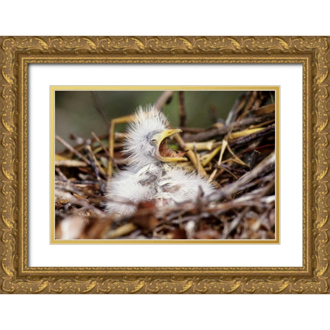 Florida Baby cattle egret in nest begs for food Gold Ornate Wood Framed Art Print with Double Matting by Williams, Joanne