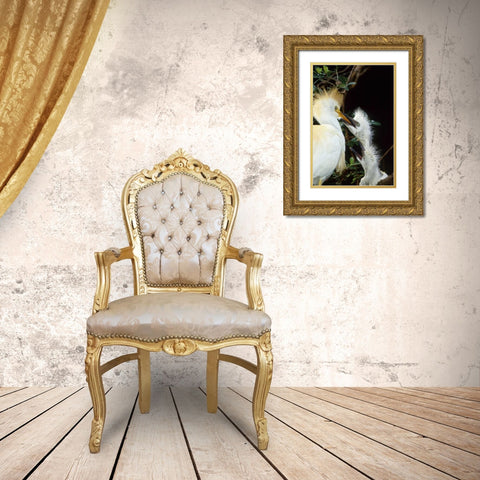 Florida Cattle egret feeds one of its two chicks Gold Ornate Wood Framed Art Print with Double Matting by Williams, Joanne