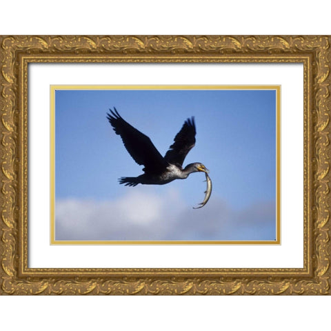 USA, Florida Cormorant in flight carrying fish Gold Ornate Wood Framed Art Print with Double Matting by Williams, Joanne