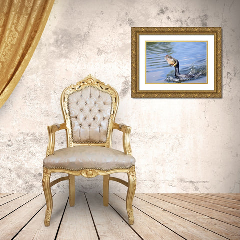 Florida Cormorant swallowing freshly caught fish Gold Ornate Wood Framed Art Print with Double Matting by Williams, Joanne