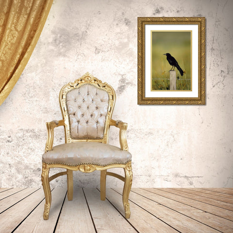 USA, Florida Fish crow stands on fence post Gold Ornate Wood Framed Art Print with Double Matting by Williams, Joanne