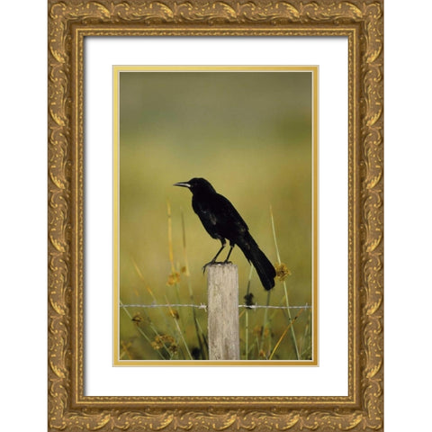 USA, Florida Fish crow stands on fence post Gold Ornate Wood Framed Art Print with Double Matting by Williams, Joanne