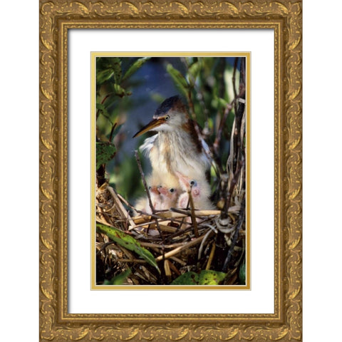 Florida Least bittern parent with chicks in nest Gold Ornate Wood Framed Art Print with Double Matting by Williams, Joanne