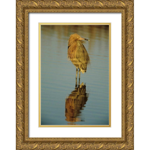FL, Reddish egret reflects in water while hunting Gold Ornate Wood Framed Art Print with Double Matting by Williams, Joanne